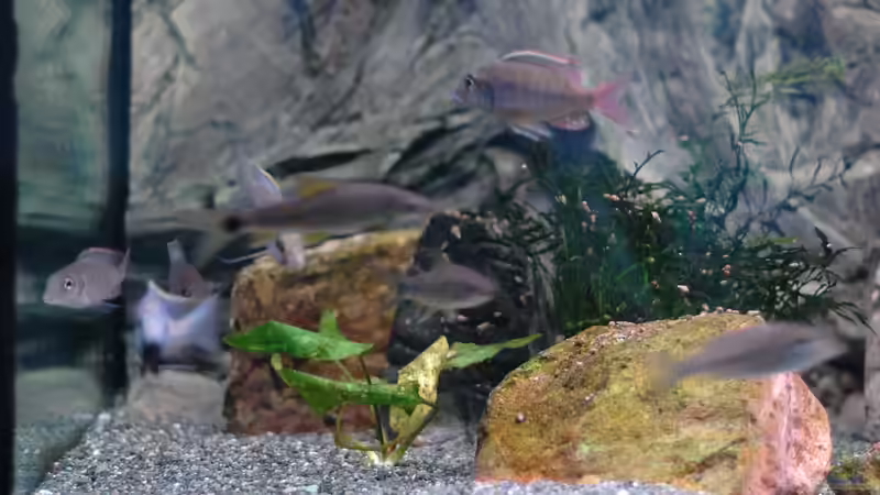 Aquarium kleine Badewanne &quot;wird aufgelöst - zu verkaufen&quot; von Maylandia (5)