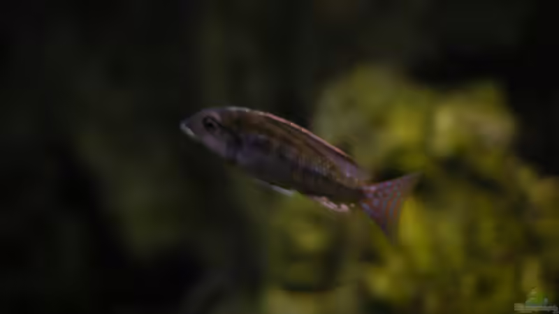 Aquarium kleine Badewanne &quot;wird aufgelöst - zu verkaufen&quot; von Maylandia (50)