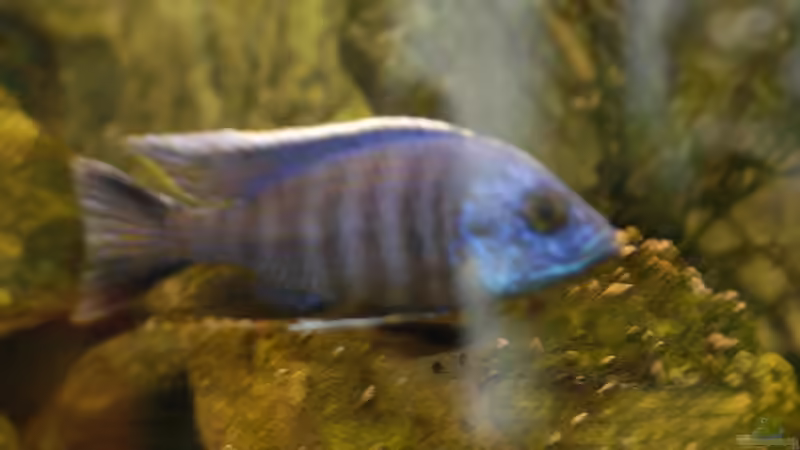 Aquarium kleine Badewanne &quot;wird aufgelöst - zu verkaufen&quot; von Maylandia (51)