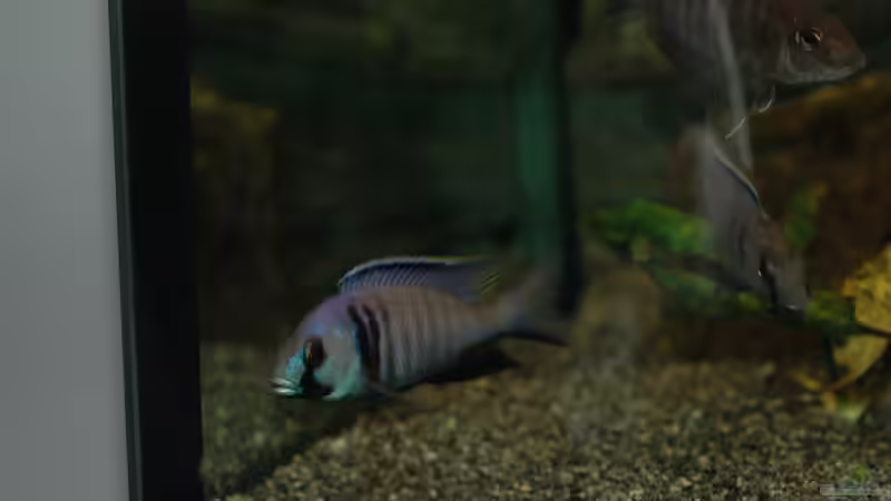 Aquarium kleine Badewanne &quot;wird aufgelöst - zu verkaufen&quot; von Maylandia (53)