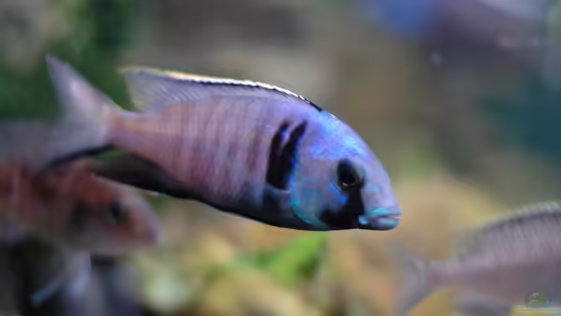 Aquarium kleine Badewanne &quot;wird aufgelöst - zu verkaufen&quot; von Maylandia (55)