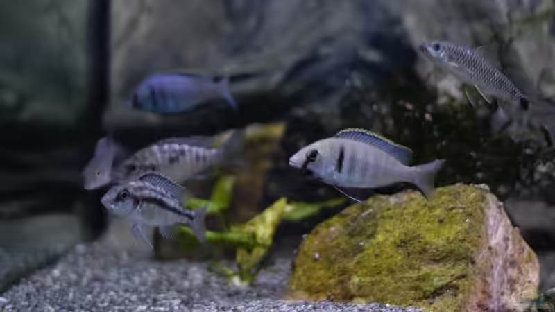 Aquarium kleine Badewanne &quot;wird aufgelöst - zu verkaufen&quot; von Maylandia (57)