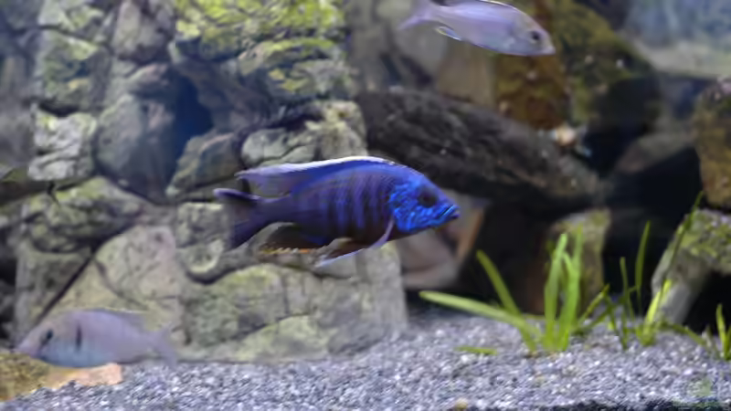 Aquarium kleine Badewanne &quot;wird aufgelöst - zu verkaufen&quot; von Maylandia (59)