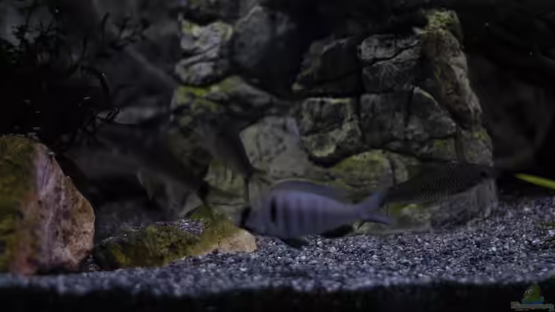 Aquarium kleine Badewanne &quot;wird aufgelöst - zu verkaufen&quot; von Maylandia (63)