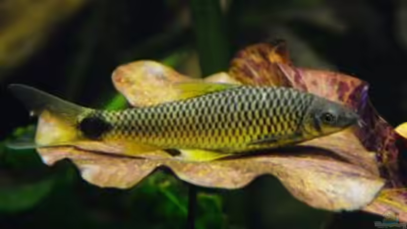 Aquarium kleine Badewanne &quot;wird aufgelöst - zu verkaufen&quot; von Maylandia (65)