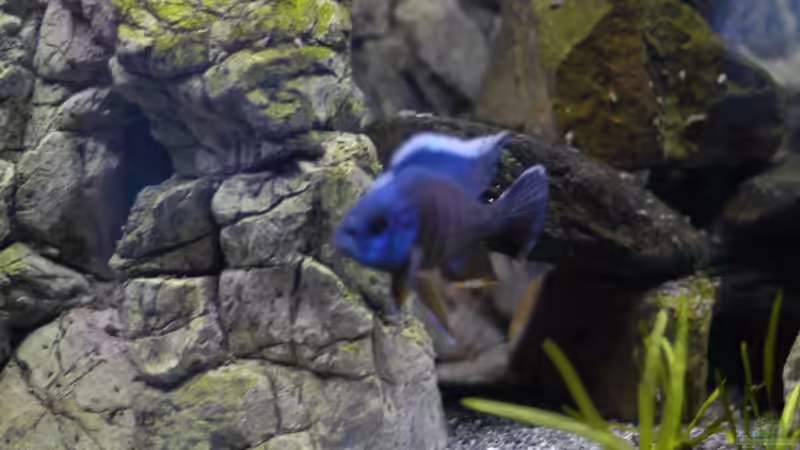 Aquarium kleine Badewanne &quot;wird aufgelöst - zu verkaufen&quot; von Maylandia (67)