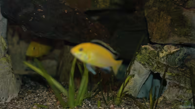 Aquarium kleine Badewanne &quot;wird aufgelöst - zu verkaufen&quot; von Maylandia (68)