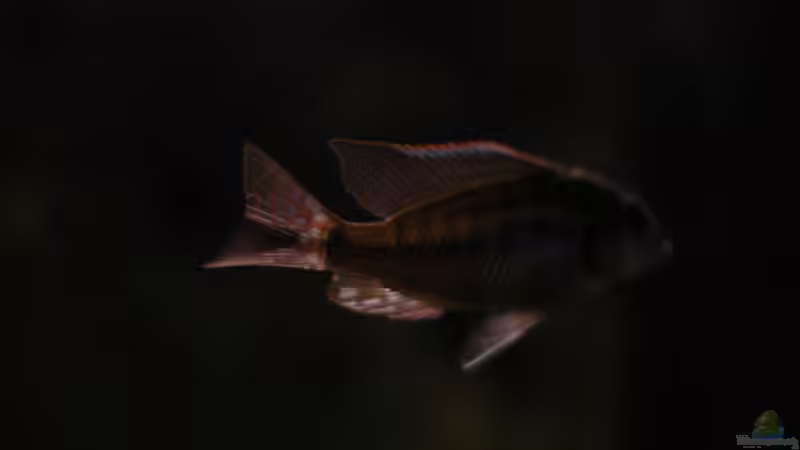 Aquarium kleine Badewanne &quot;wird aufgelöst - zu verkaufen&quot; von Maylandia (70)