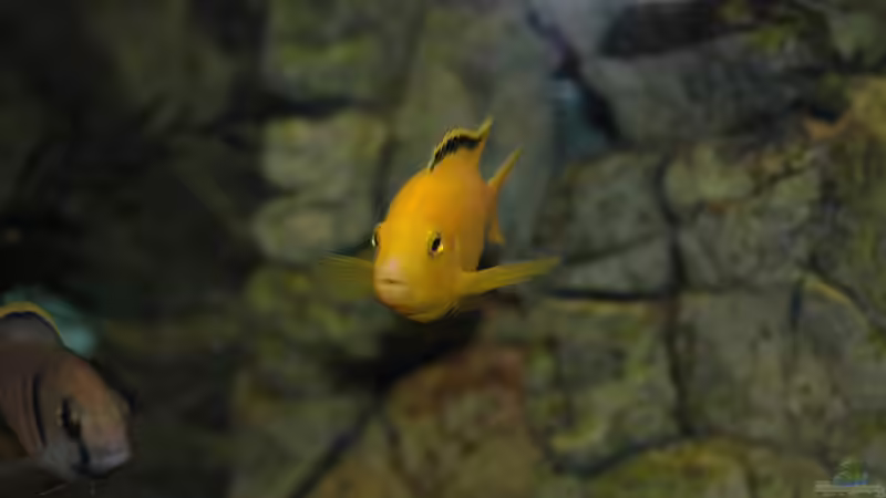 Aquarium kleine Badewanne &quot;wird aufgelöst - zu verkaufen&quot; von Maylandia (71)