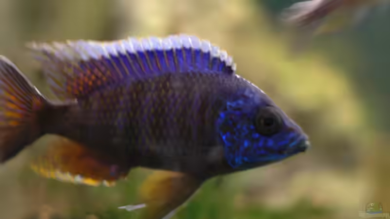 Aquarium kleine Badewanne &quot;wird aufgelöst - zu verkaufen&quot; von Maylandia (72)