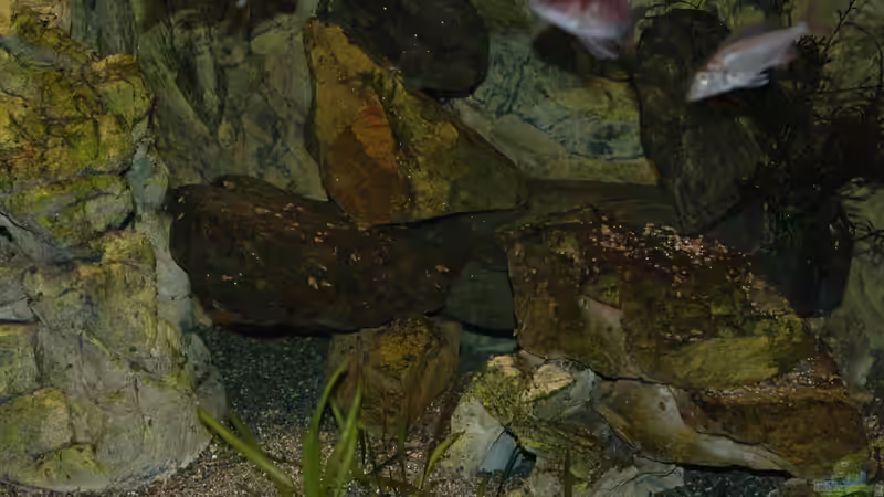 Aquarium kleine Badewanne &quot;wird aufgelöst - zu verkaufen&quot; von Maylandia (73)