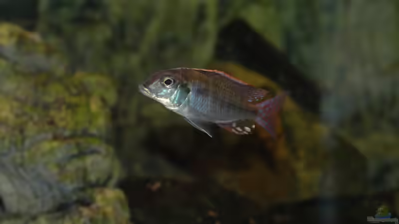 Aquarium kleine Badewanne &quot;wird aufgelöst - zu verkaufen&quot; von Maylandia (75)