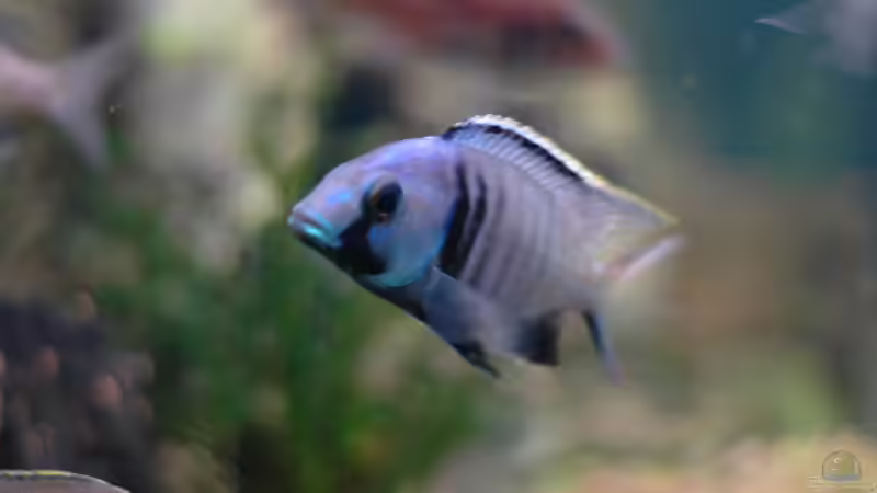 Aquarium kleine Badewanne &quot;wird aufgelöst - zu verkaufen&quot; von Maylandia (77)