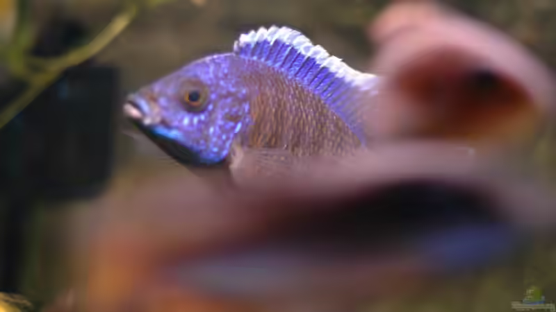 Aquarium kleine Badewanne &quot;wird aufgelöst - zu verkaufen&quot; von Maylandia (79)