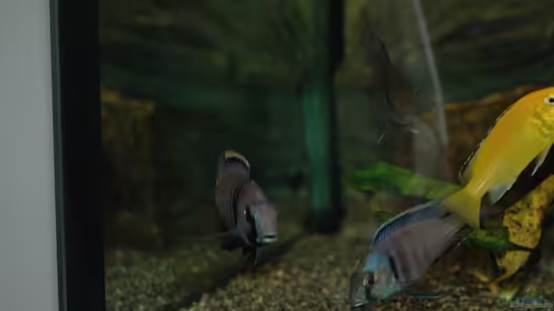 Aquarium kleine Badewanne &quot;wird aufgelöst - zu verkaufen&quot; von Maylandia (8)