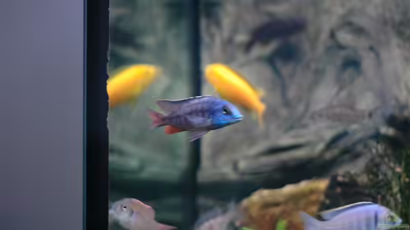 Aquarium kleine Badewanne &quot;wird aufgelöst - zu verkaufen&quot; von Maylandia (80)