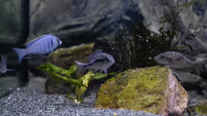 Aquarium kleine Badewanne &quot;wird aufgelöst - zu verkaufen&quot; von Maylandia (86)