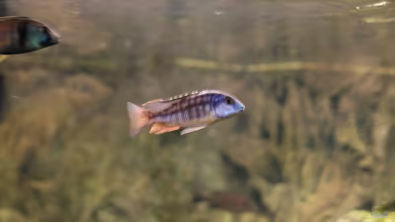 Aquarium kleine Badewanne &quot;wird aufgelöst - zu verkaufen&quot; von Maylandia (89)