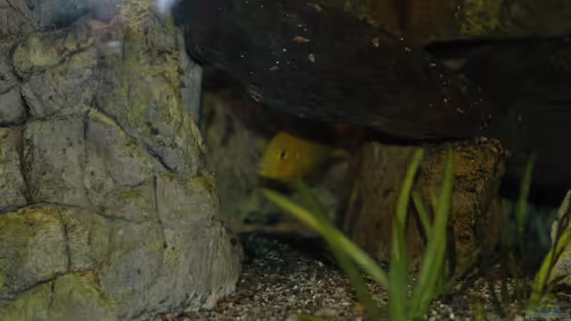 Aquarium kleine Badewanne &quot;wird aufgelöst - zu verkaufen&quot; von Maylandia (9)