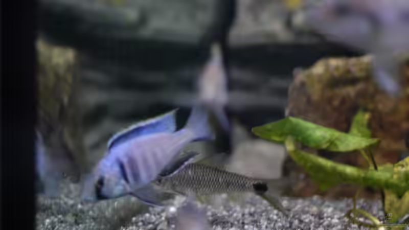 Aquarium kleine Badewanne &quot;wird aufgelöst - zu verkaufen&quot; von Maylandia (90)