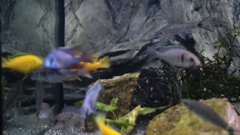 Aquarium kleine Badewanne &quot;wird aufgelöst - zu verkaufen&quot; von Maylandia (93)