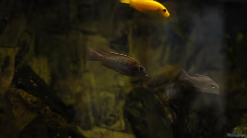 Aquarium kleine Badewanne &quot;wird aufgelöst - zu verkaufen&quot; von Maylandia (94)