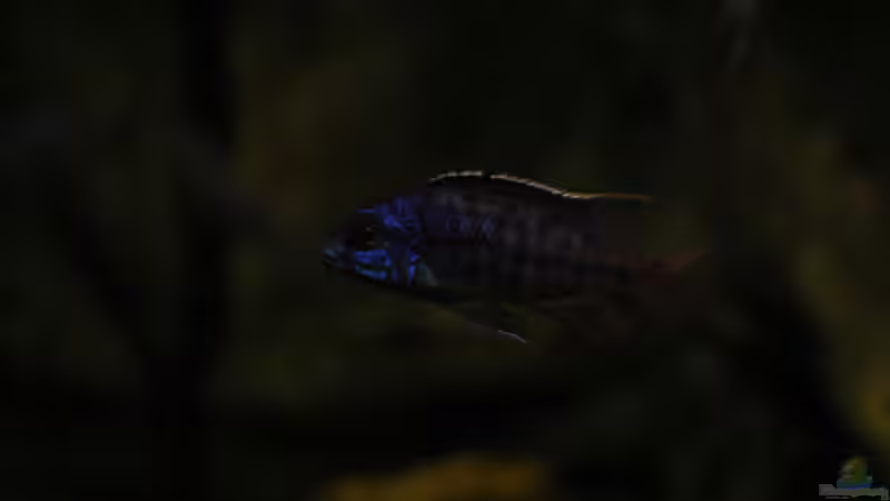 Aquarium kleine Badewanne &quot;wird aufgelöst - zu verkaufen&quot; von Maylandia (95)