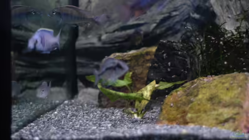 Aquarium kleine Badewanne &quot;wird aufgelöst - zu verkaufen&quot; von Maylandia (99)