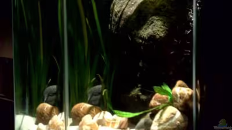 Aquarium kleine Barsche von Chris_R. (10)