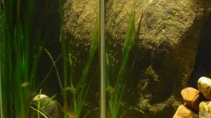 Aquarium kleine Barsche von Chris_R. (12)