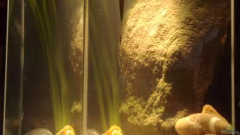 Aquarium kleine Barsche von Chris_R. (4)