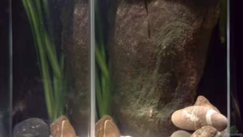 Aquarium kleine Barsche von Chris_R. (7)