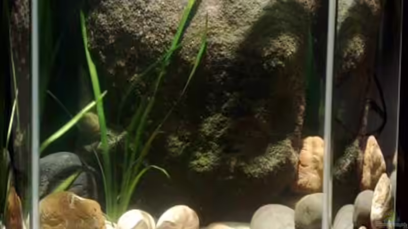 Aquarium kleine Barsche von Chris_R. (8)
