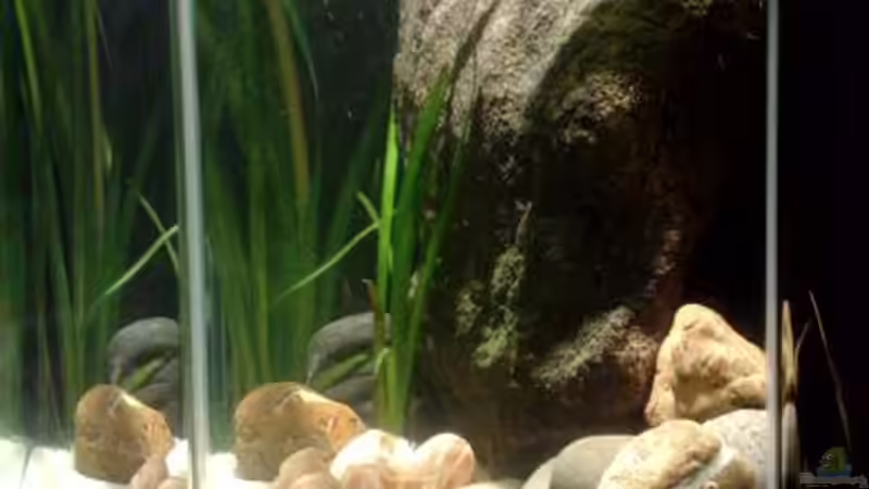 Aquarium kleine Barsche von Chris_R. (9)