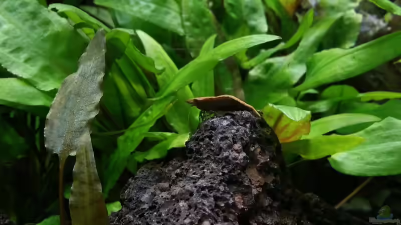 Aquarium Kleine Fische nur noch als Beispiel von PanzerwelsFan (10)