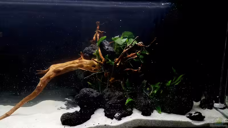 Aquarium Kleine Fische nur noch als Beispiel von PanzerwelsFan (7)