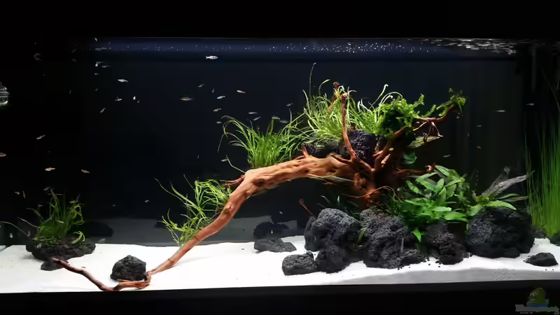Aquarium Kleine Fische nur noch als Beispiel von PanzerwelsFan (8)