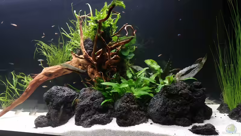 Aquarium Kleine Fische nur noch als Beispiel von PanzerwelsFan (9)