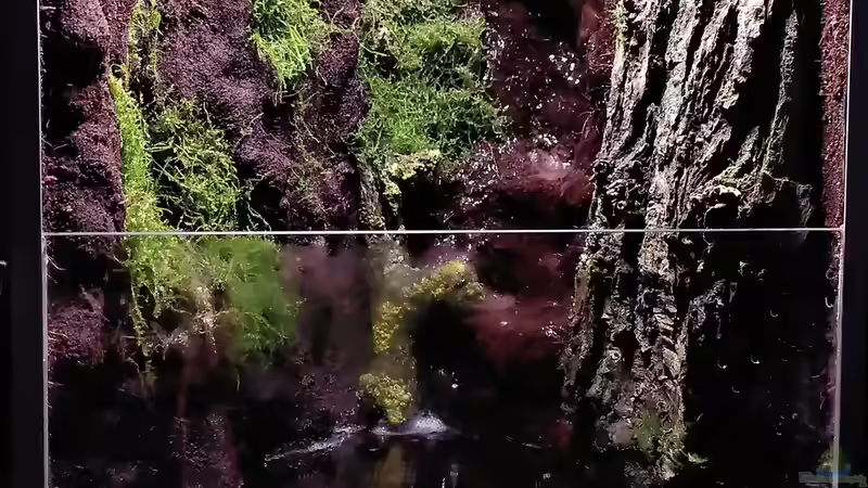 Aquarium Kleine Schlucht von Stephi (9)