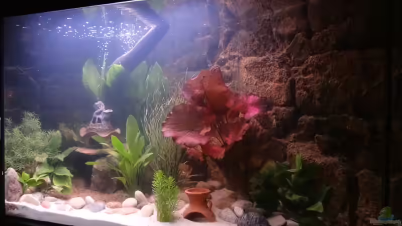 Aquarium Kleine Unterwasserwelt von mcfly (12)