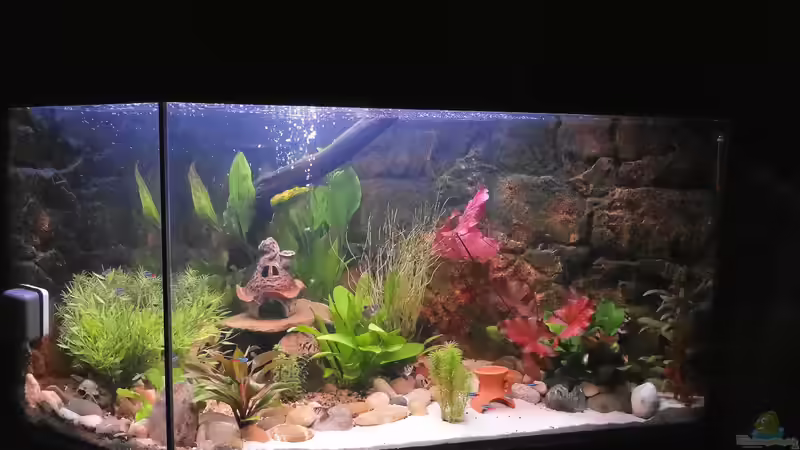 Aquarium Kleine Unterwasserwelt von mcfly (15)