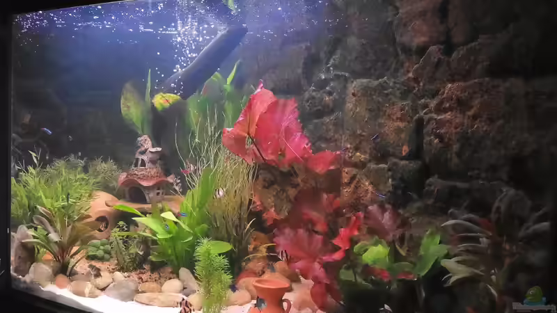 Aquarium Kleine Unterwasserwelt von mcfly (16)