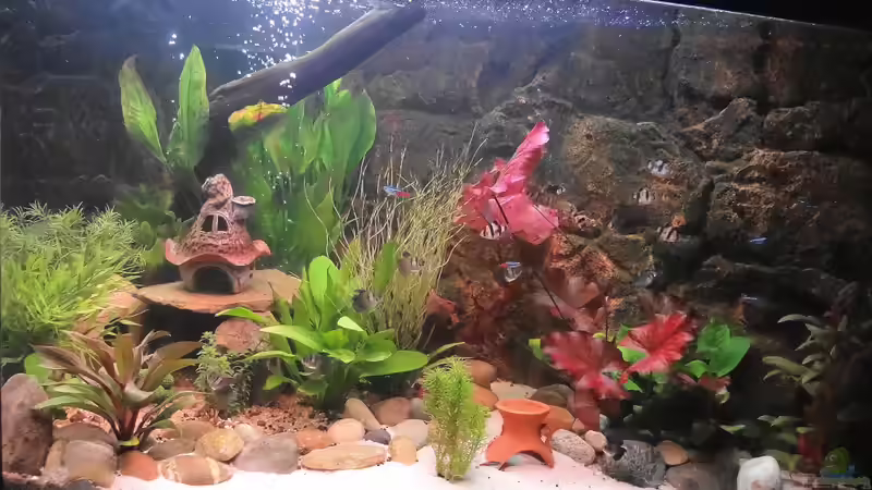 Aquarium Kleine Unterwasserwelt von mcfly (17)