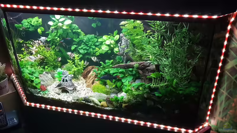 Aquarium Kleine Unterwasserwelt von mcfly (3)
