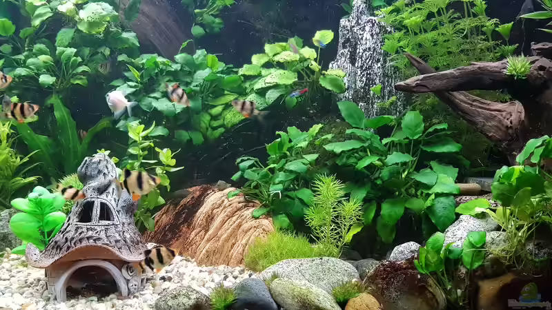 Aquarium Kleine Unterwasserwelt von mcfly (4)