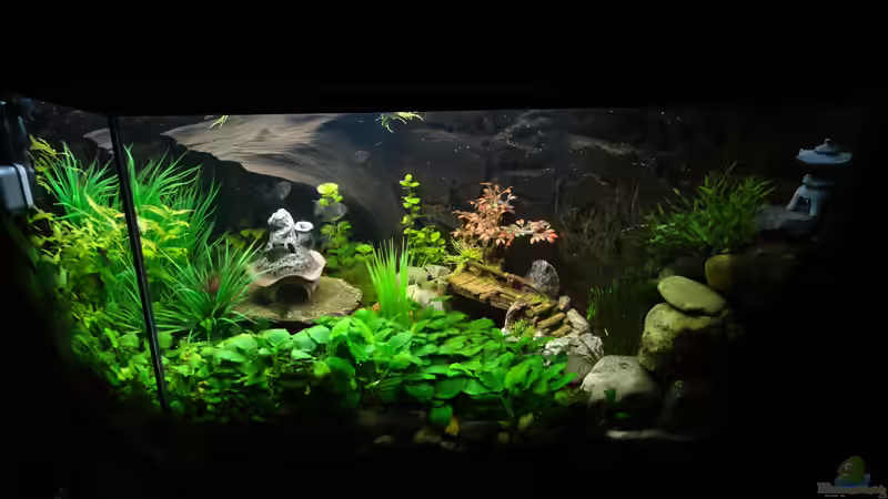 Aquarium Kleine Unterwasserwelt von mcfly (42)