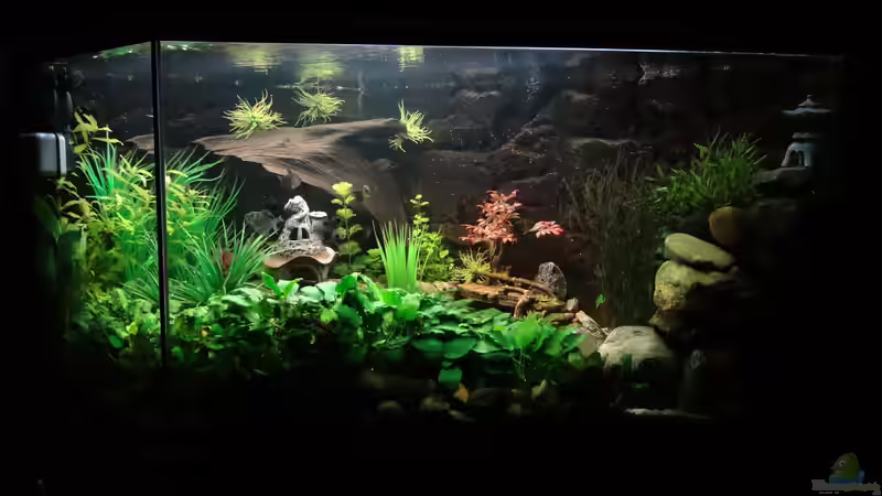 Aquarium Kleine Unterwasserwelt von mcfly (43)
