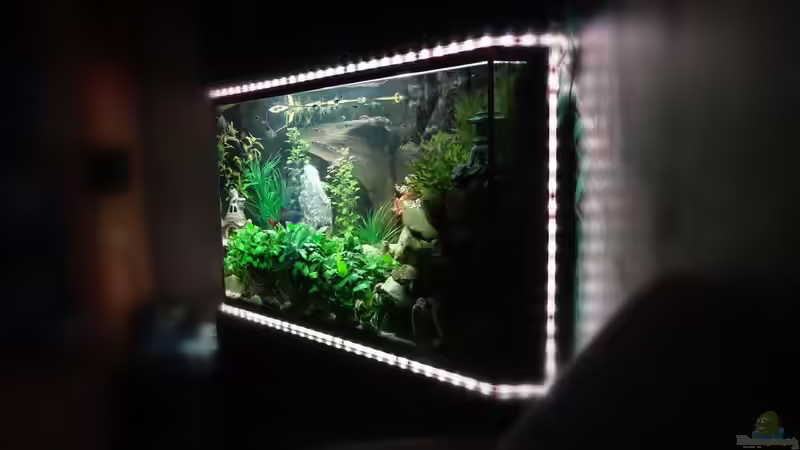Aquarium Kleine Unterwasserwelt von mcfly (44)
