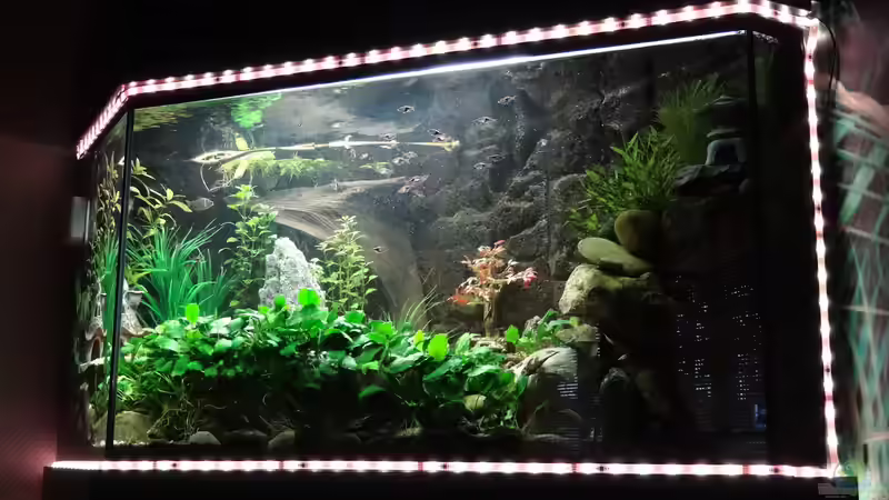 Aquarium Kleine Unterwasserwelt von mcfly (45)
