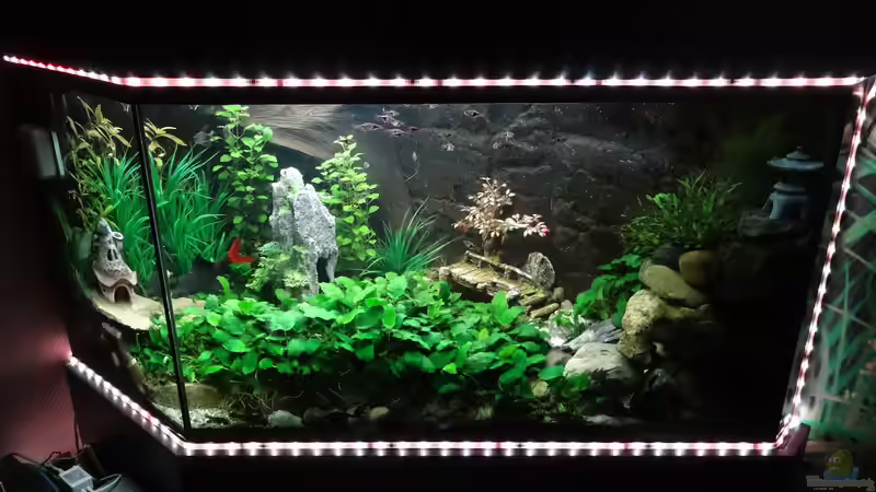 Aquarium Kleine Unterwasserwelt von mcfly (46)